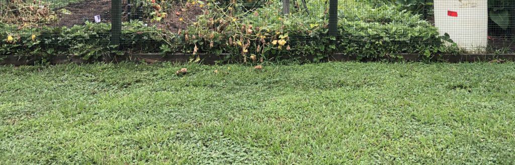 Is Spray-On Grass Seed Any Good?