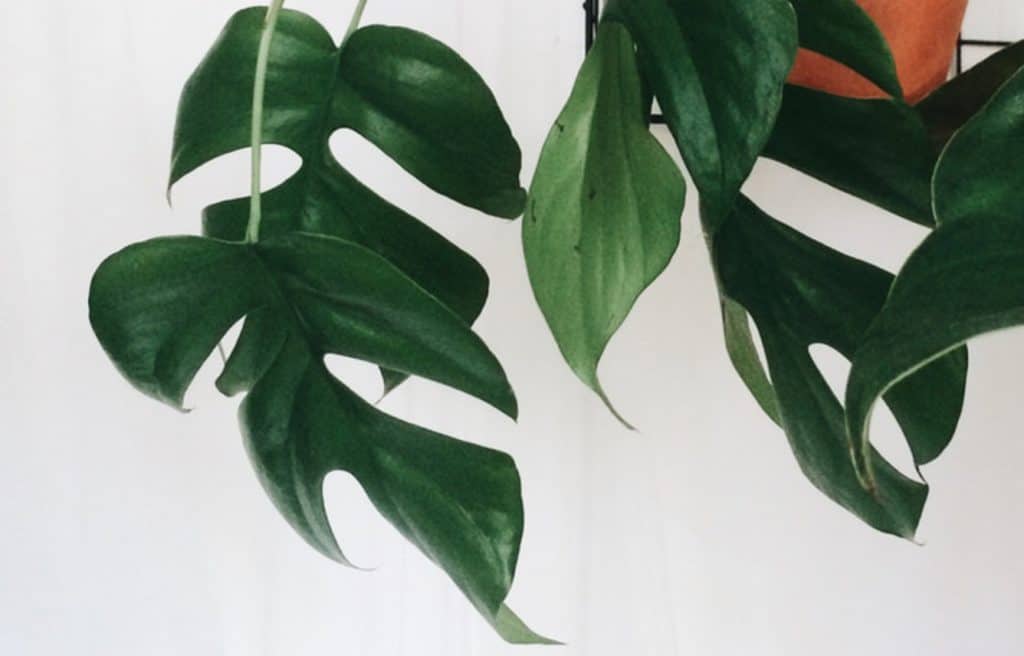 Rhaphidophora Tetrasperma – Nice To Meet You