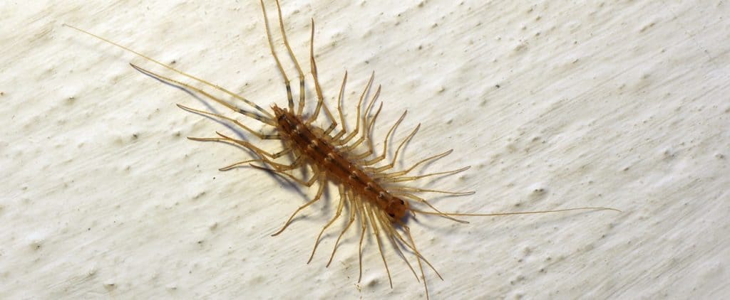 How To Get Rid Of House Centipedes